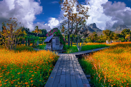 Wooden hut in a yellow flower field and valley in Lopburi, Thailandの写真素材