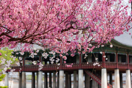 View of the beautiful cherry blossoms at the Gyeongbok Palace in spring in Seoul, South Koreaのeditorial素材