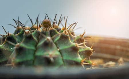 Closeup of spines on cactus, Cactus with sharp thornsの写真素材