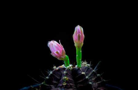Colorful budding cactus flowers on a black backgroundの写真素材