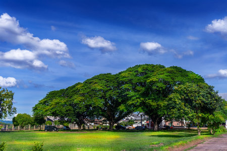 Shady trees on the banks of the Mekong River at Saint Anna Temple, Nakhon Phanom Province, Thailandの写真素材