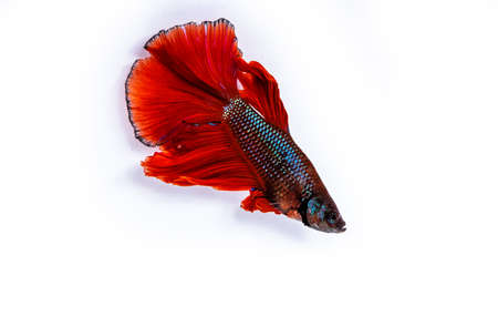 Rhythmic of Betta fish, siamese fighting fish betta splendens ,isolated on white backgroundの写真素材