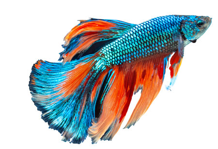 Rhythmic of Betta fish, siamese fighting fish betta splendens ,isolated on white backgroundの写真素材