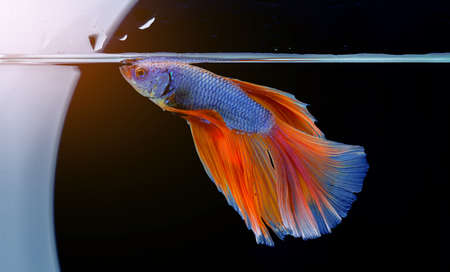 Rhythmic of Betta fish, siamese fighting fish betta splendens