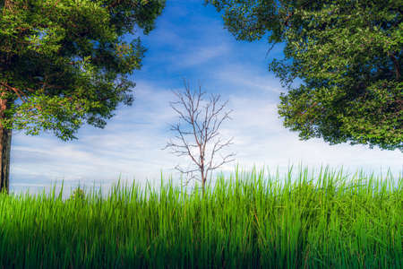 A dead tree in the middle of a green field with bushes as a frame.の写真素材