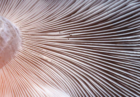 Abstract nature background macro of mushroom plants using nature pattern texture texture design idea or wallpaperの写真素材