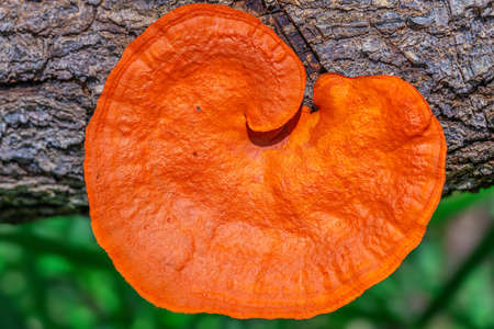 Colorful wild mushrooms grow on the logs in the forests of Thailand