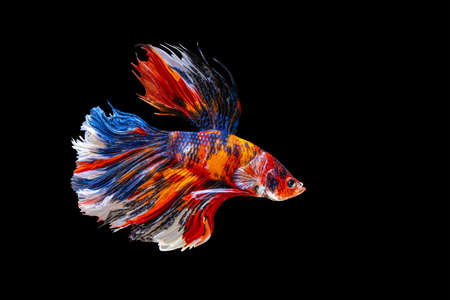 Rhythmic of Betta fish, siamese fighting fish betta splendens ,isolated on black backgroundの写真素材