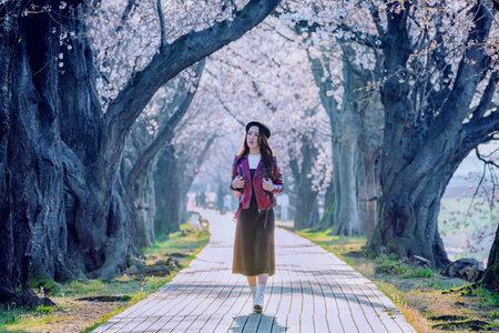 Asian woman walking in a cherry blossom garden on a spring day Rows of cherry trees in Kyoto Japanの写真素材