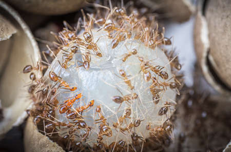 A group of ants eat the meat of sweet longan, fruit in Thailandの写真素材