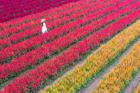 Thai tourist standing in the middle of a colorful flower field in Chiang Mai, Thailandの写真素材
