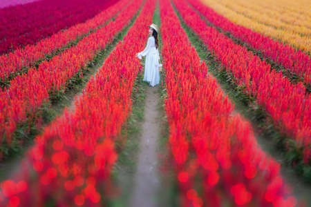 Thai tourist standing in the middle of a colorful flower field in Chiang Mai, Thailand