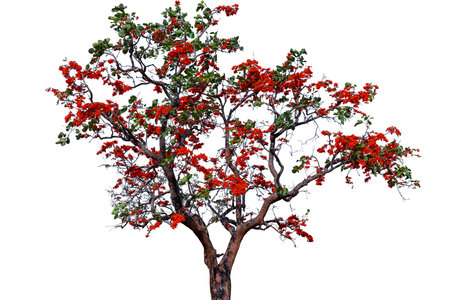 Bastard Teak tree isolate on white background