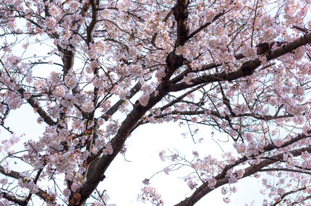 Branches of cherry blossoms isolated white backgroundの写真素材