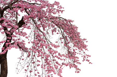 Cherry blossoms in full bloom with white backgroundの写真素材