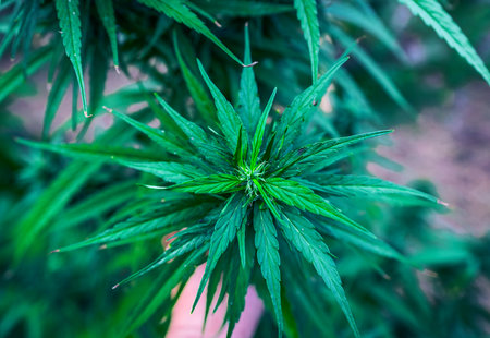 Marijuana Plant Budding Outdoors