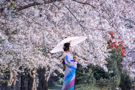 woman in yukata (kimono dress) holding umbrella and looking cherry blossom blooming in the gardenの写真素材