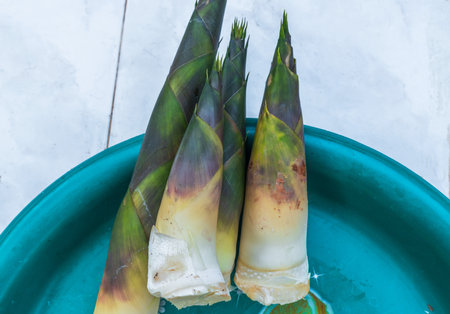 Fresh bamboo shoots dug from natural forests are placed on plastic traysの写真素材