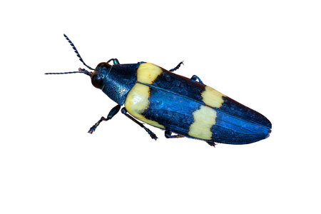 Mylabris variabilis - Yellow and black beetle on white backgroundの写真素材
