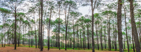 Panoramic picture of pine forest At Thung Salaeng Luang National Park, Phetchabun Province, Thailand