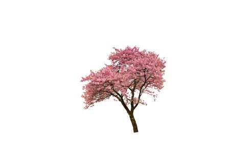 Cherry blossoms in bloom isolated on white background.の写真素材