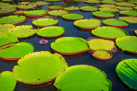 Victoria water lily giant pads on pond  at Phitsanulok, Thailandの写真素材