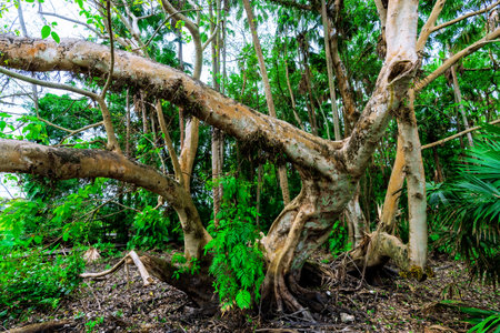 Giant fig tree at Kham Chanod Forest in Udon Thani Province, Thailand