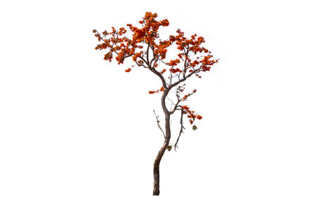 Tropical orange flame red color flower blooming flame of the forest or teak tree isolated on white backgroundの写真素材