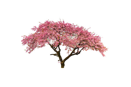 Cherry blossoms in full bloom isolated on white backgroundの写真素材