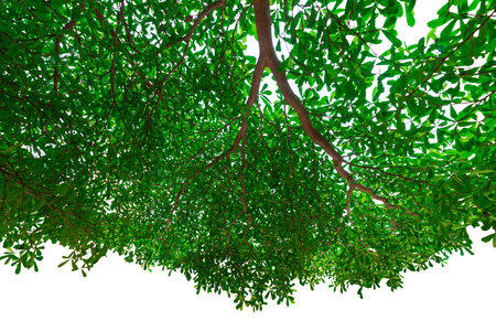 Branches with green leaves for decoration isolated on white backgroundの写真素材