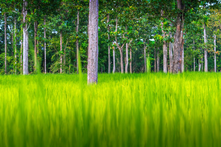 Green rice fields near the edge of the forest in rural Thailand.の写真素材