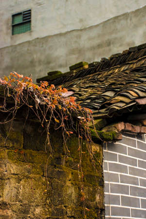 The leaves on the roofの写真素材