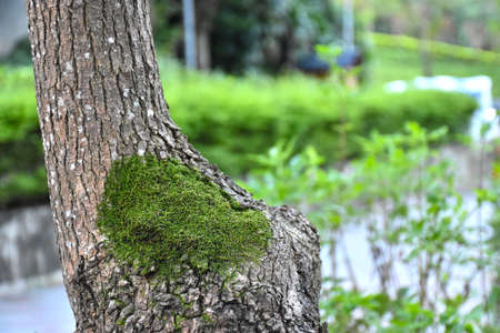 Tree's barkの写真素材