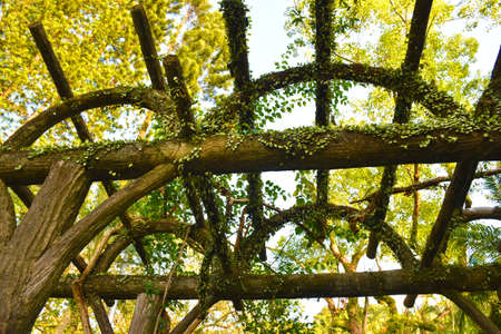 Roof and yellow leavesの写真素材