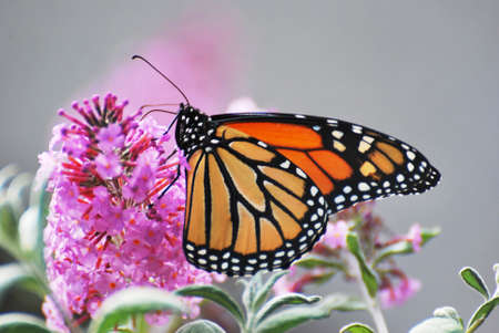 Orange Monarch Butterfly on Pink Delight Butterfly bush