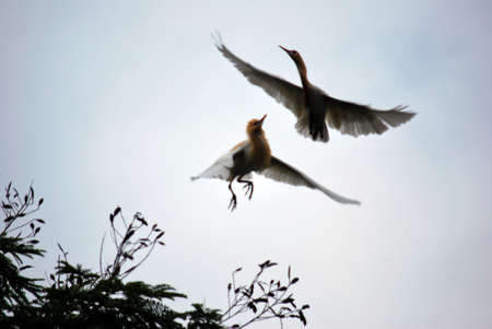 Two flying Egrets