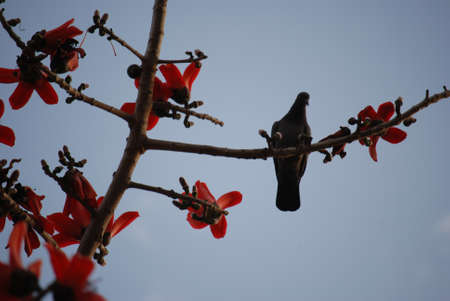 Pigeon sitting on silk-cotton tree