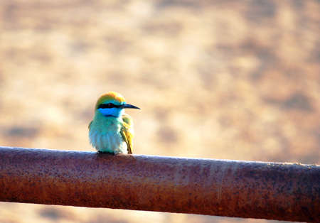 Bee eater