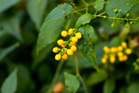 Ripe Yellow Fruitの写真素材