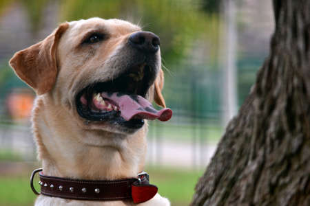 dog in the parkの写真素材