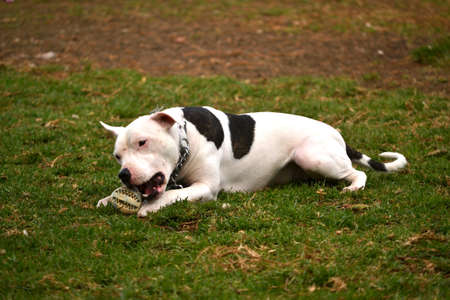 dog in the parkの写真素材