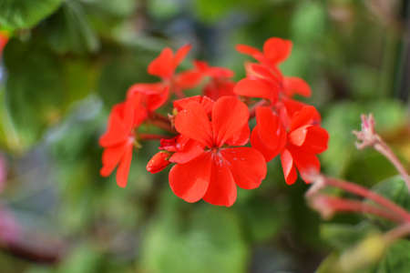 Red geranium