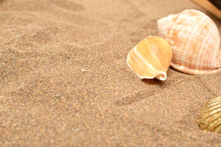 Shells on sand