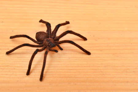 Spider on wood