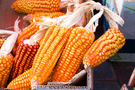 Ear of corn on a marketの写真素材