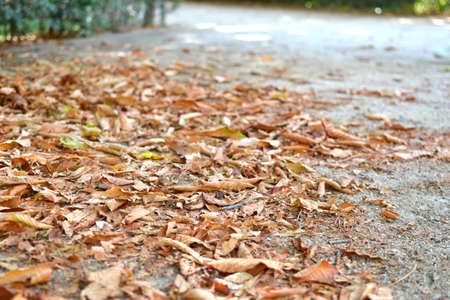 Fall pathの写真素材