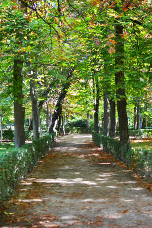 Way in the forestの写真素材