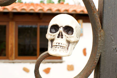 Halloween skulls in the gardenの写真素材