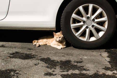 Cat lying beside the wheel of a carの写真素材