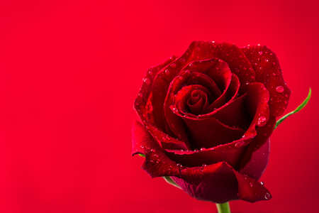 Red rose on red background.Love concept valentines day. Copyspace.の写真素材